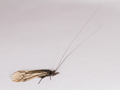 Ceraclea nigronervosa